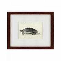 картина: a hand-painted illustration of a burmese roofed turtle, 1873 в Пятигорске