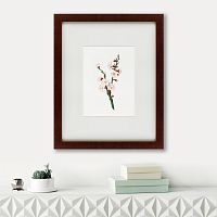 картина: apricot flower (prunus armeniaca), 1832 в Пятигорске