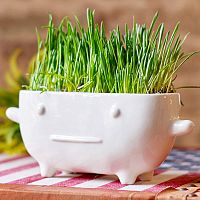 набор для выращивания eco буль в Пятигорске