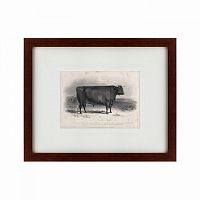 картина: a devon bull, 1849 в Пятигорске
