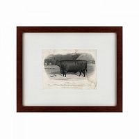 картина: a devon steer, 1869 в Пятигорске