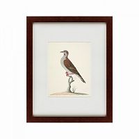 картина: the brown bird в Пятигорске