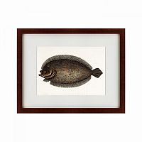картина: sole fish, 1722 в Пятигорске