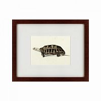 картина: a hand-painted illustration of an elongated tortoise, 1873 в Пятигорске