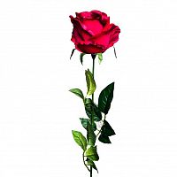 роза бордовая 71 см (24) в Пятигорске