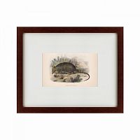 картина: armadillo, 1860 в Пятигорске