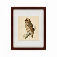 картина: brown owl, 1760 в Пятигорске