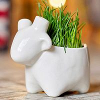 набор для выращивания eco овечка в Пятигорске
